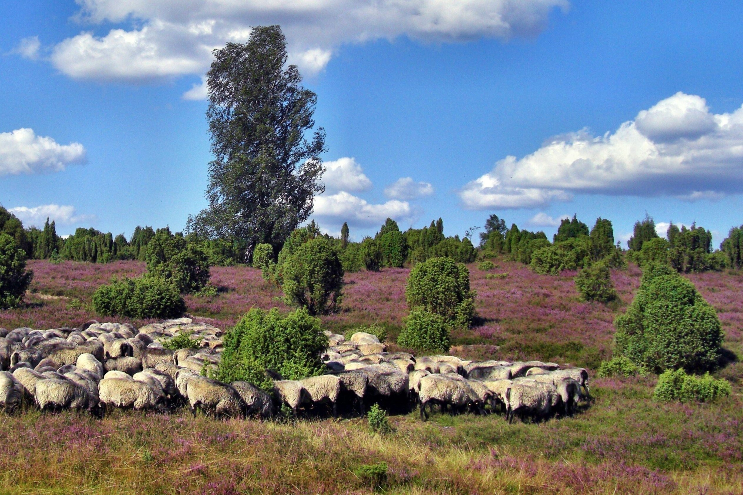 Naturparkplan-Südheide